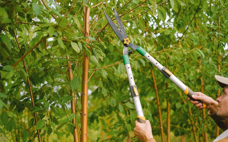 Tree trimming in Hillsboro, ND